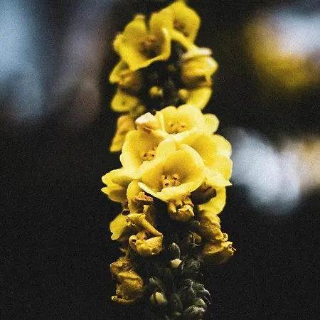 La Taniere بيت للعطل دينانت