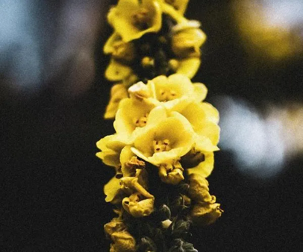 La Tanière Hébergement de vacances Dinant